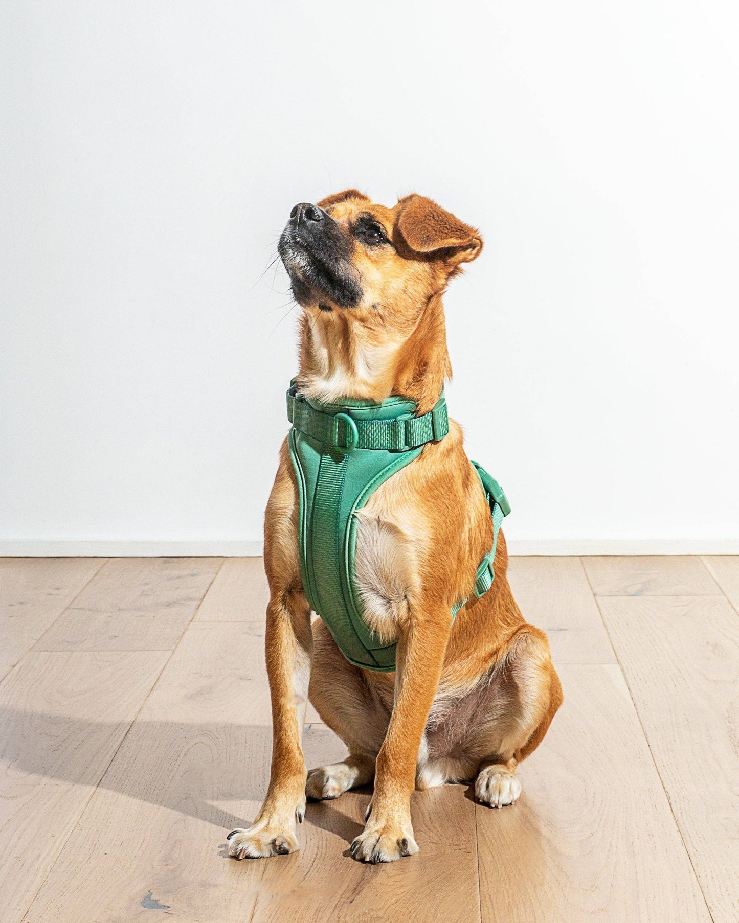 Harness: Tan Colorblock / MEDIUM
