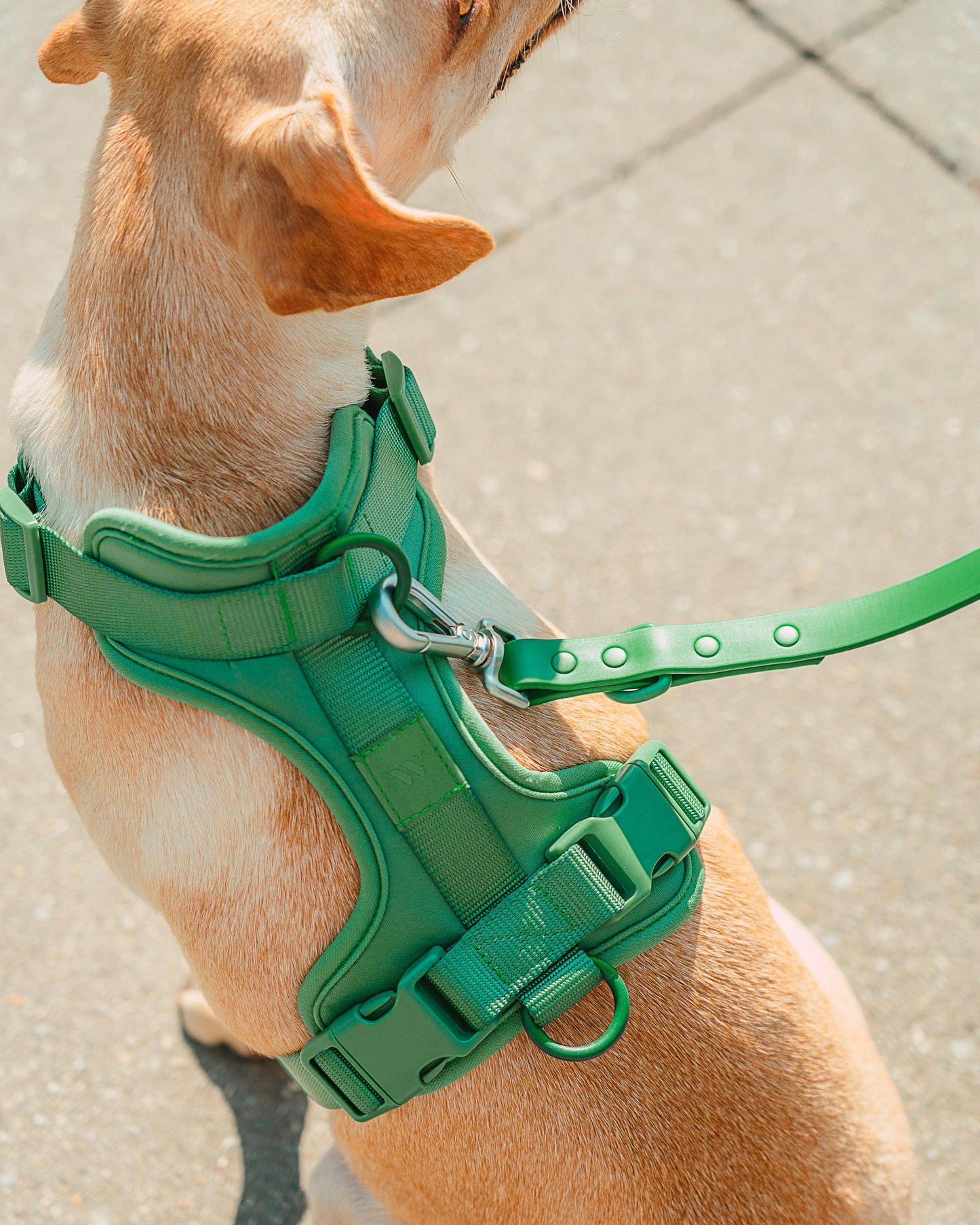 Harness: Tan Colorblock / MEDIUM