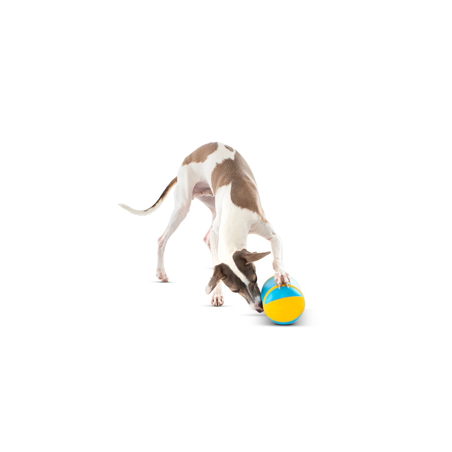 GURU Pet Company Rock 'N Treat Interactive Dog Toy Medium