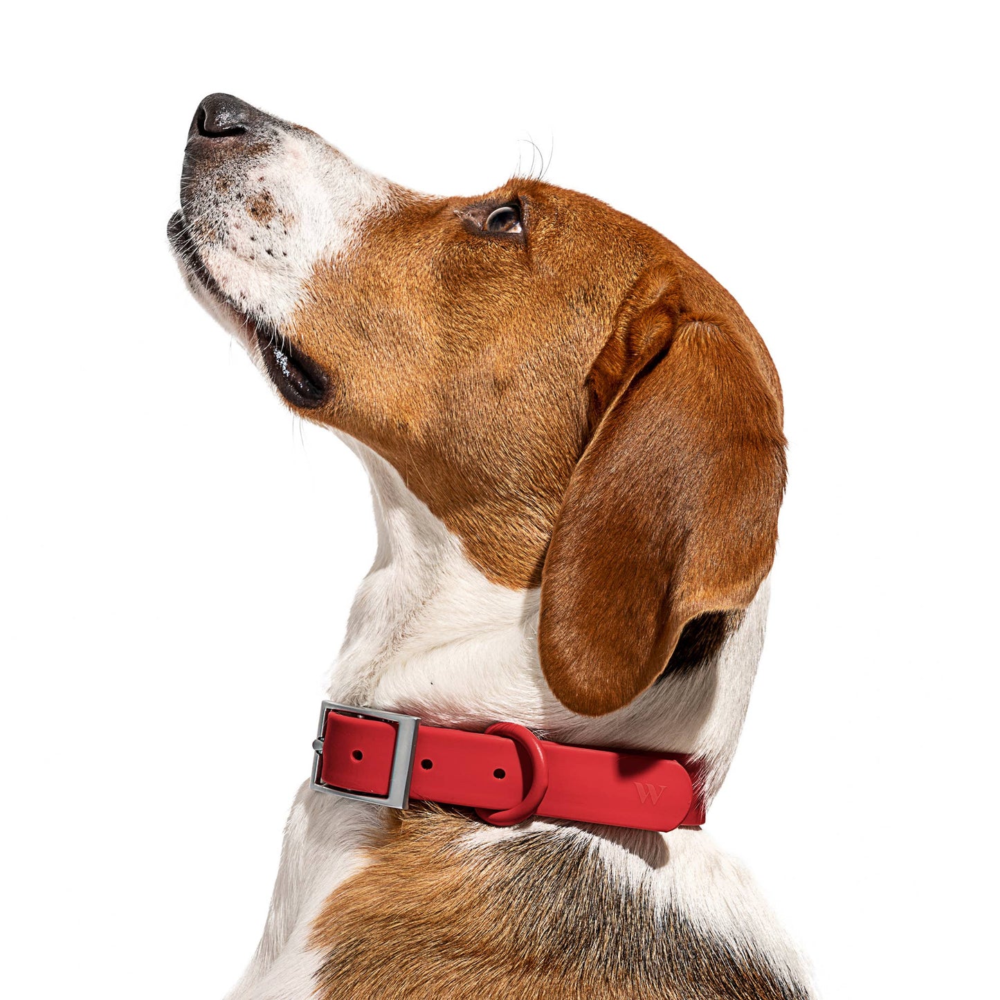Adjustable Waterproof Collar: Strawberry / MEDIUM