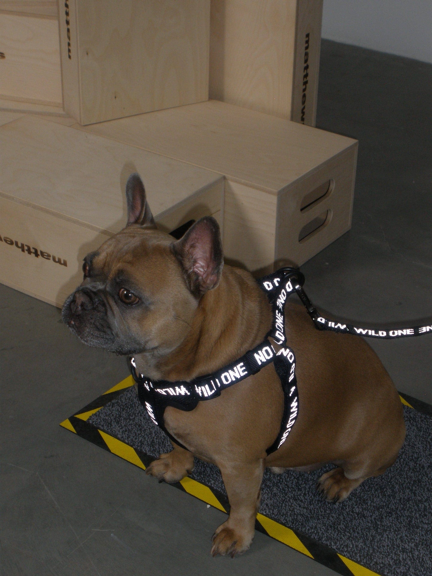 Lightweight Woven Leash: Retro