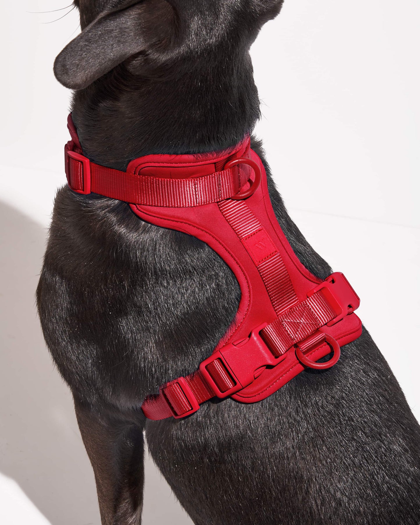 Harness: Tan Colorblock / MEDIUM