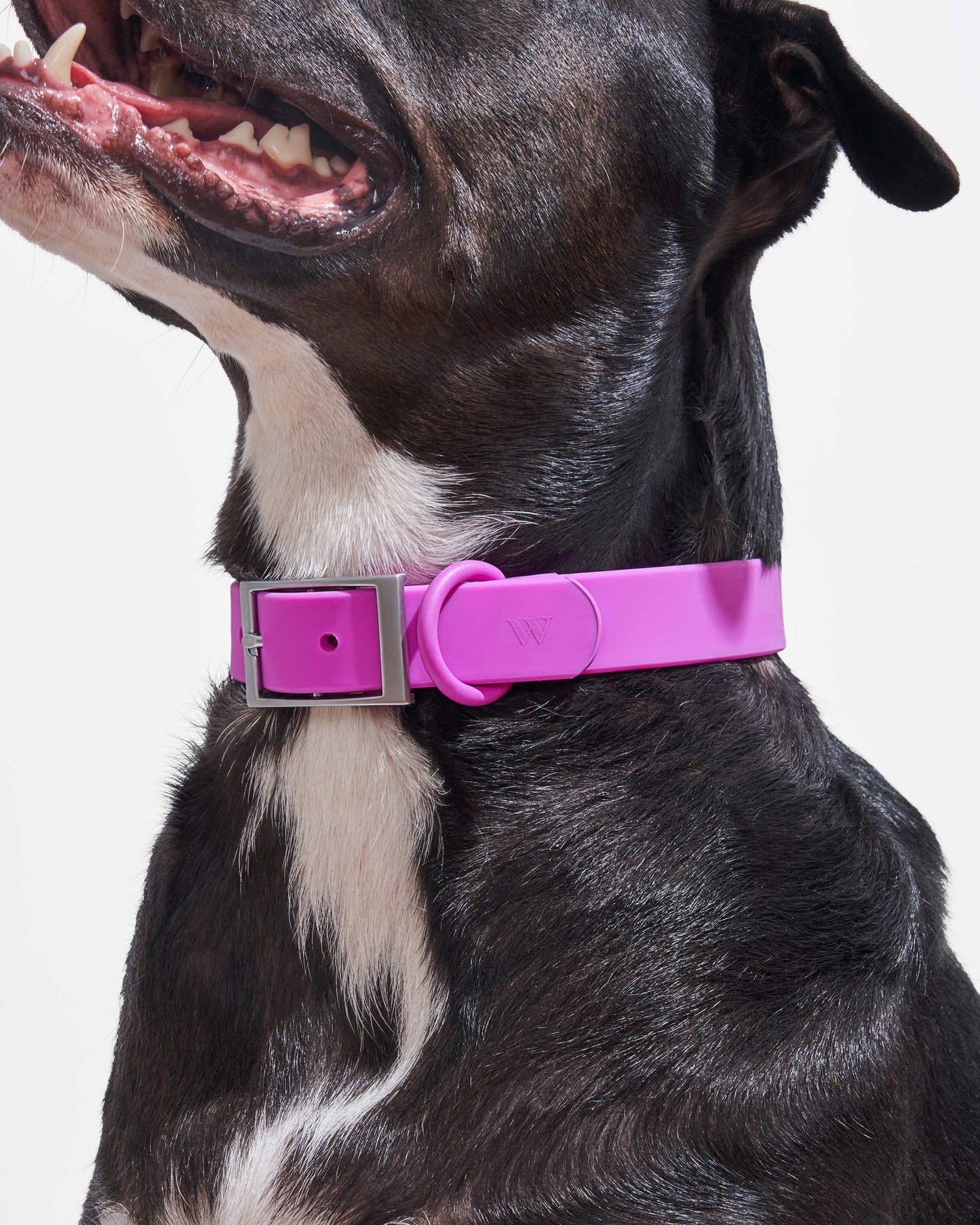 Adjustable Waterproof Collar: Strawberry / MEDIUM