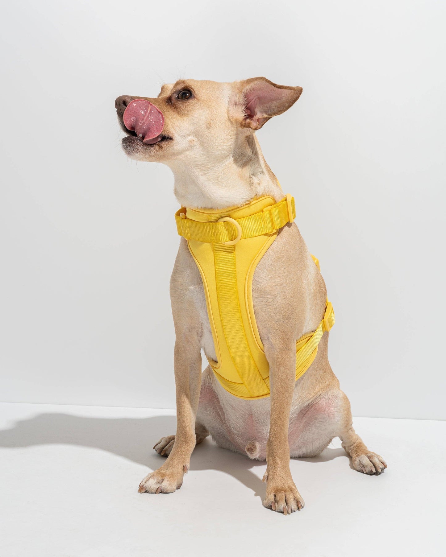 Harness: Tan Colorblock / MEDIUM