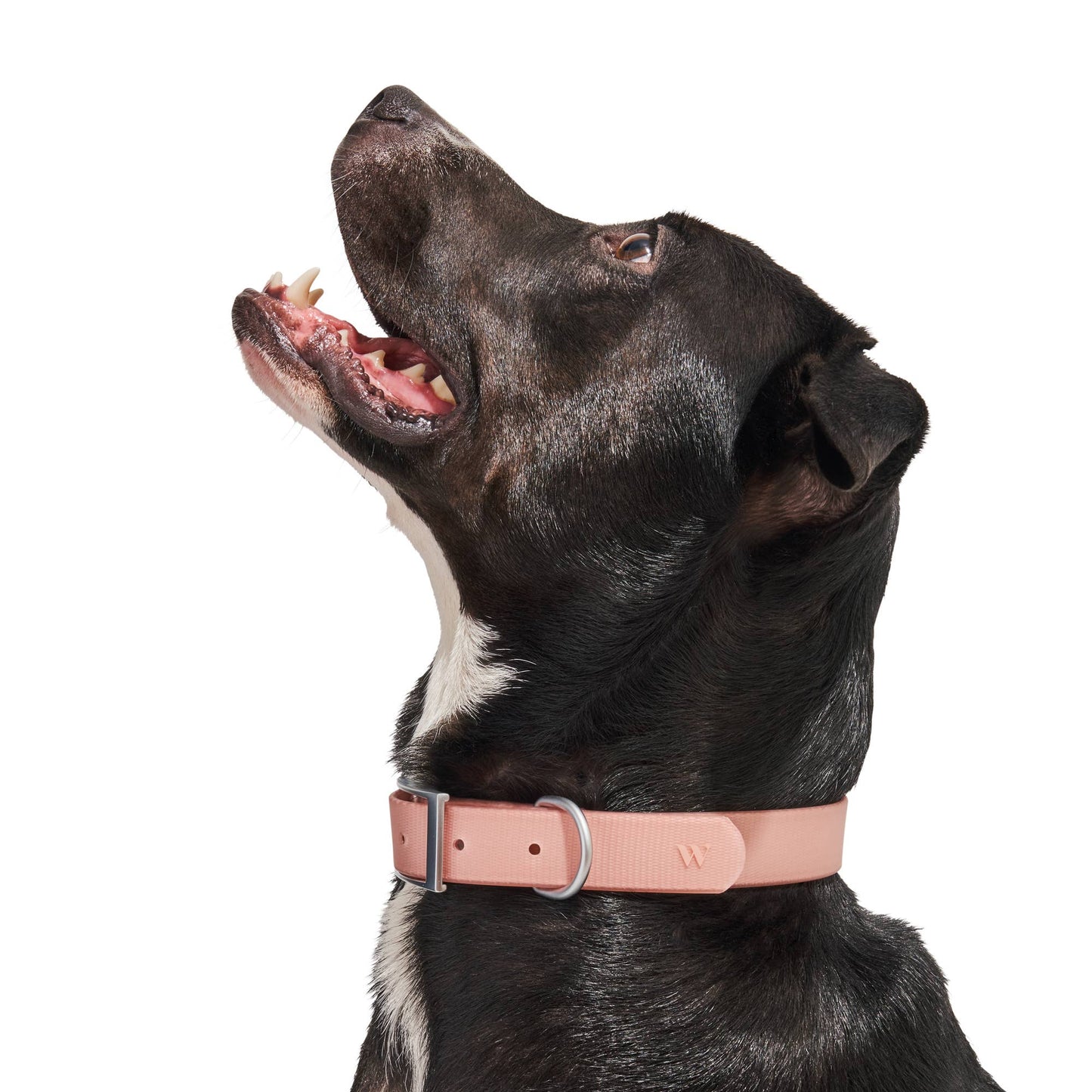 Adjustable Waterproof Collar: Strawberry / MEDIUM