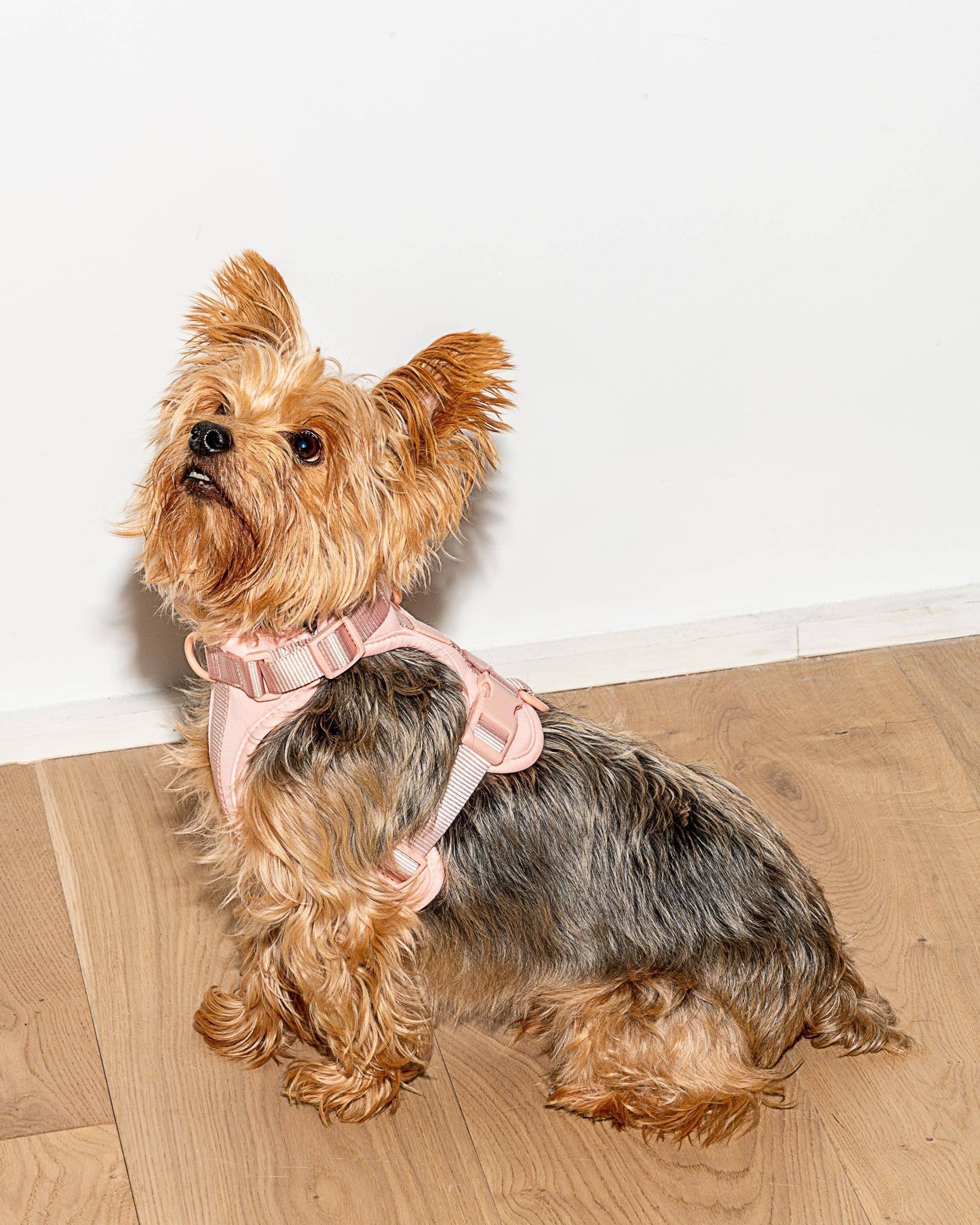 Harness: Tan Colorblock / MEDIUM