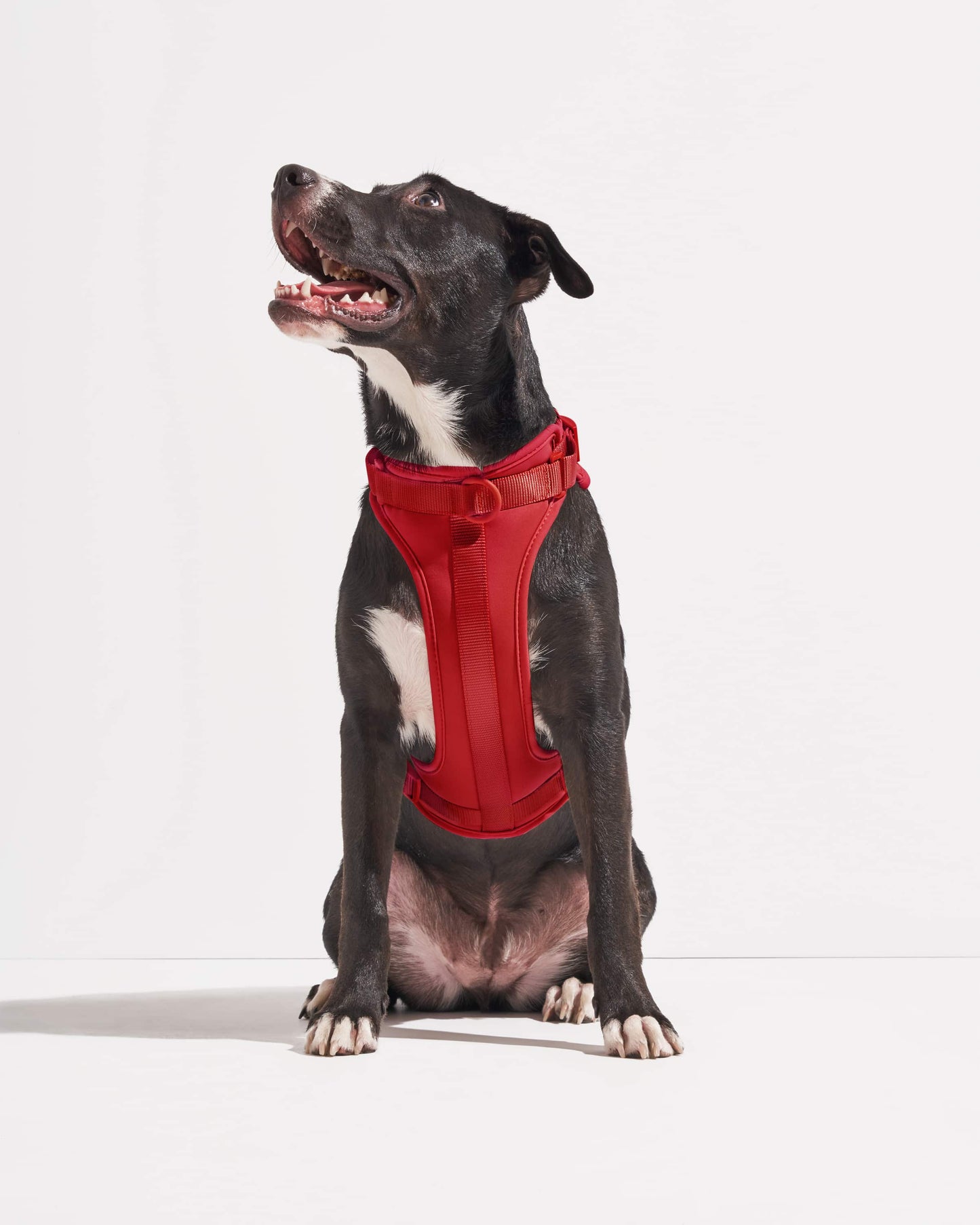Harness: Tan Colorblock / MEDIUM