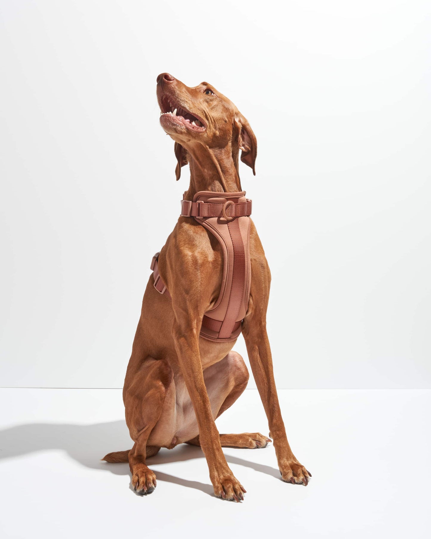 Harness: Tan Colorblock / MEDIUM